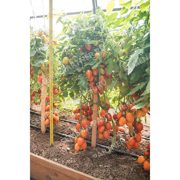 Помидоры Пламя Описание Сорта Фото Отзывы